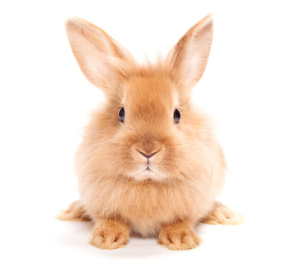 Rabbit isolated on a white background Stock Image