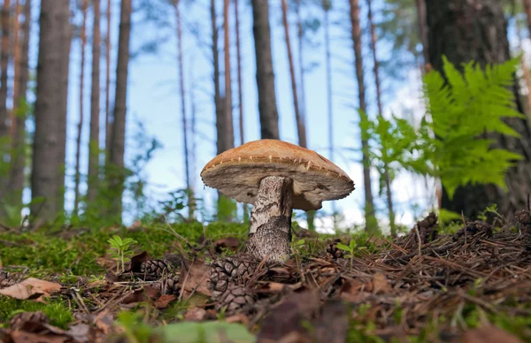 Лесной гриб в траве. — стоковое фото
