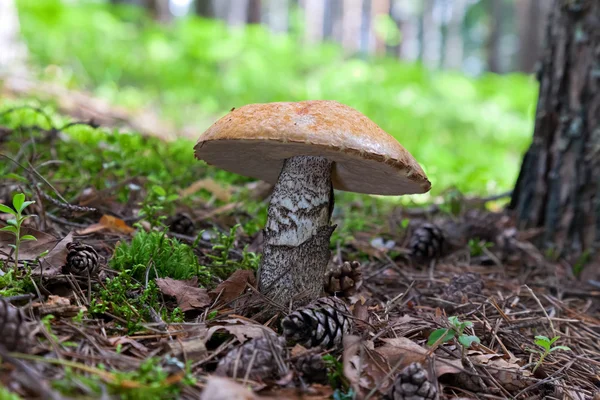 풀 속의 숲 버섯. — 스톡 사진