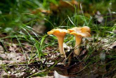 Yellow Chanterelle in the grass clipart