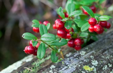 Lingonberry shrub with berries closeup clipart