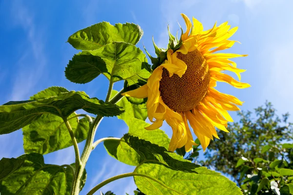 Krásné žluté slunečnice proti modré obloze pozadí — Stock fotografie