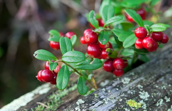 Lingonberry shrub with berries close seup — стоковое фото