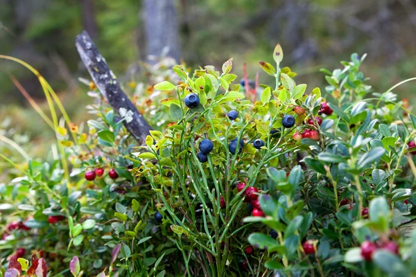 野生の果実の木の緑の植物の背景 — ストック写真