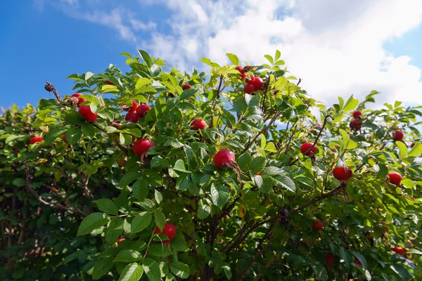 Μπους της αγριοτριανταφυλλιάς με ώριμα φρούτα μπλε ουρανό — Φωτογραφία Αρχείου