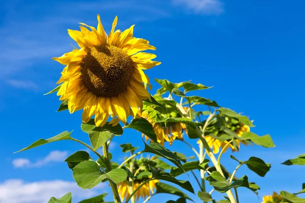 Piękne żółte słoneczniki na tle niebieskiego nieba — Zdjęcie stockowe