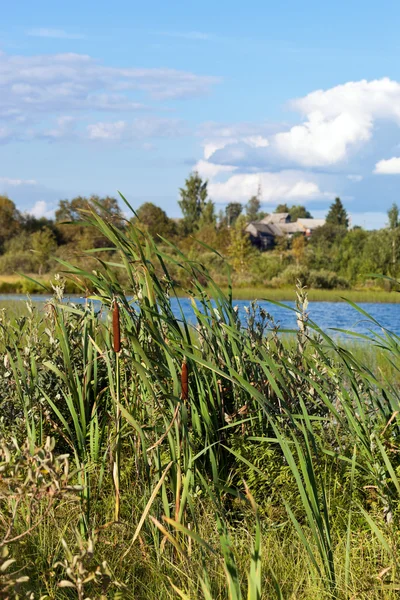 stock image Reeds growing on the bank of lake