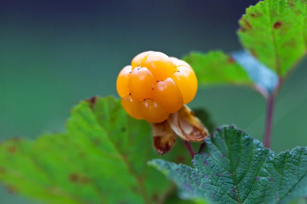 Cloudberry primer plano en verano. Fruta silvestre fresca —  Fotos de Stock