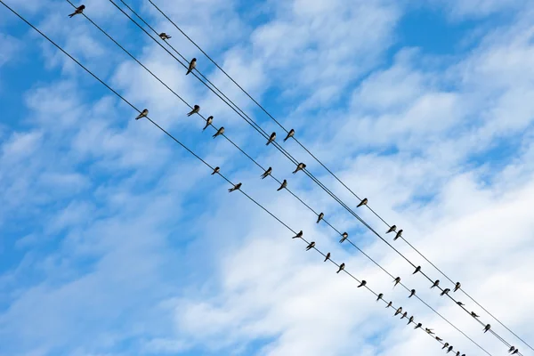 stock image Swallows on electric wires against blue sky.