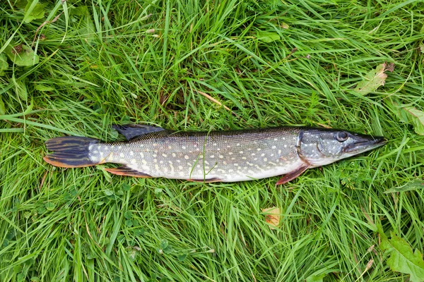 Pique de peixe de água doce deitado na grama verde — Fotografia de Stock