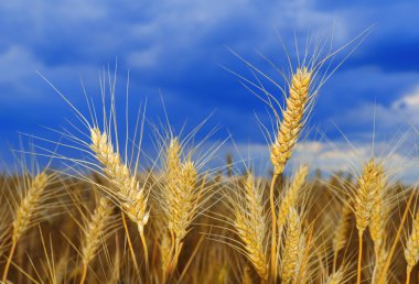 Wheat on the field clipart