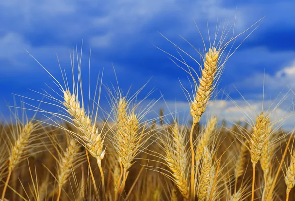 畑の小麦は — ストック写真