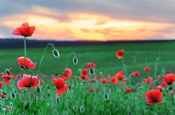 Stock image Sunrise over a summer meadow