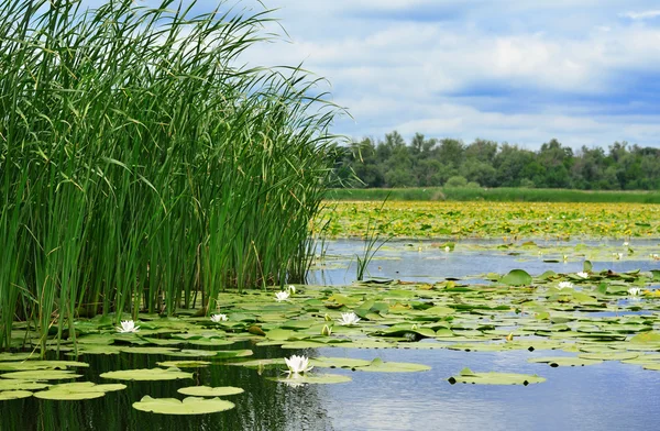Baston ve nilüferler göl — Stok fotoğraf