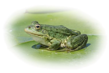 Marsh frog clipart