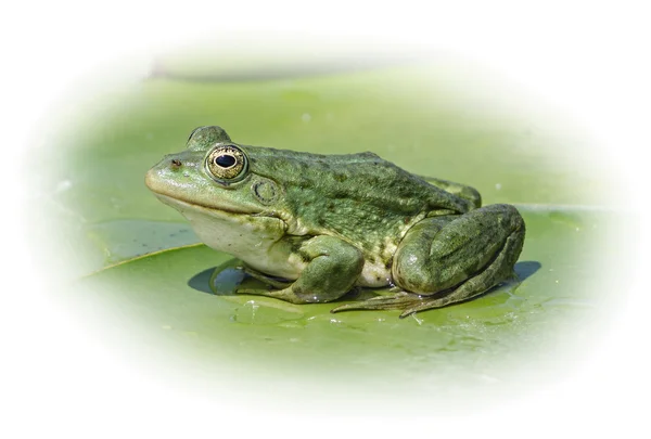 Marsh frog — Stock Photo, Image