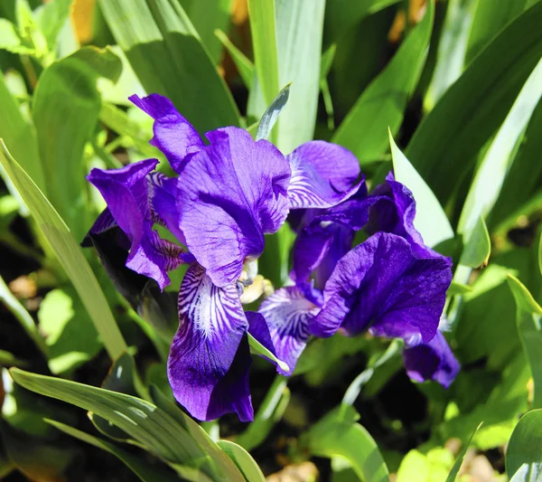 Blaue Blume Iris — Stockfoto