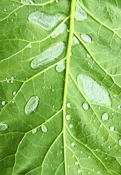 stock image Dripped water on green sheet