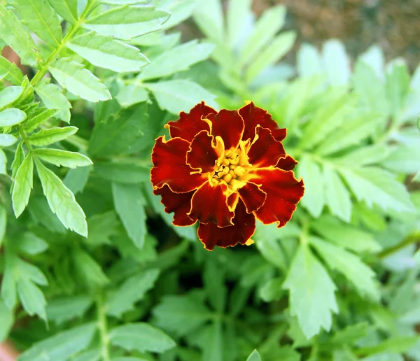 Hermosa flor decorativa — Foto de Stock