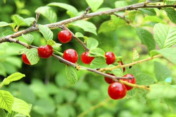 Ripe cherry on branch — Stock Photo, Image