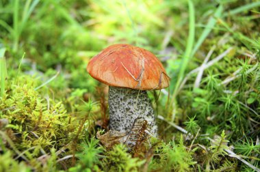 ormanda mantar
