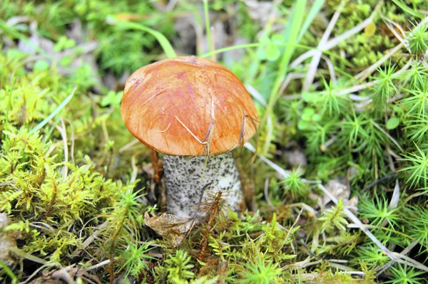 Edible mushroom in wood — Stock Photo, Image
