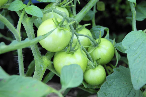 stock image Tomatoes unripe