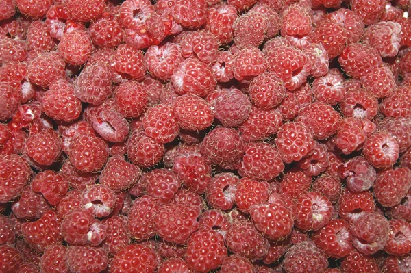 Berry raspberry — Stock Photo, Image
