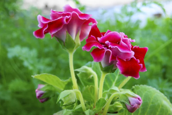 Red flower gloxinia — Stock Photo, Image