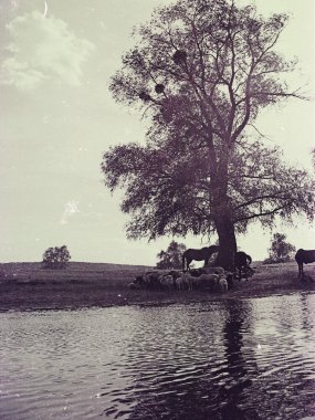 güzel sahne, ormanlar Ukrayna