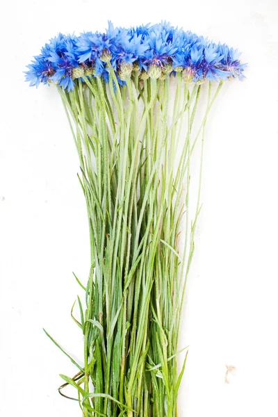 Вазовые цветы в вазе — стоковое фото
