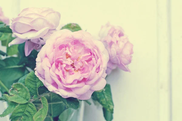 Μάτσο τριαντάφυλλα στο βάζο — Φωτογραφία Αρχείου