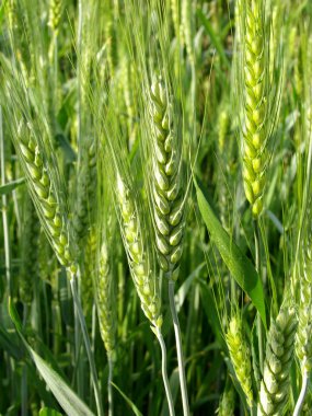 Green wheat plants clipart