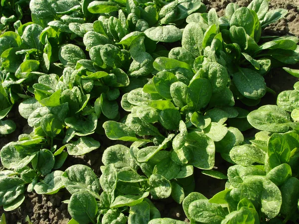 Letto di verdure spinaci — Foto Stock