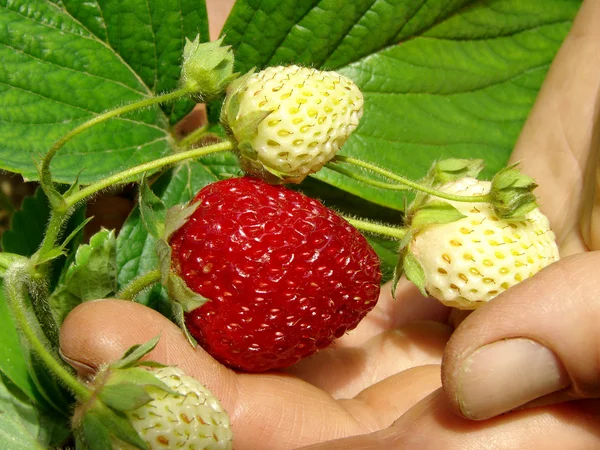 First strawberry — Stock Photo, Image