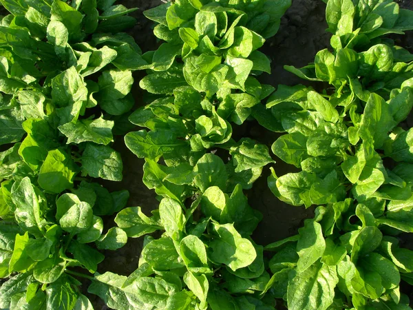 Letto di verdure spinaci — Foto Stock