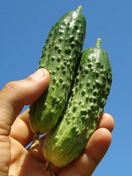 Hand met komkommers — Stockfoto