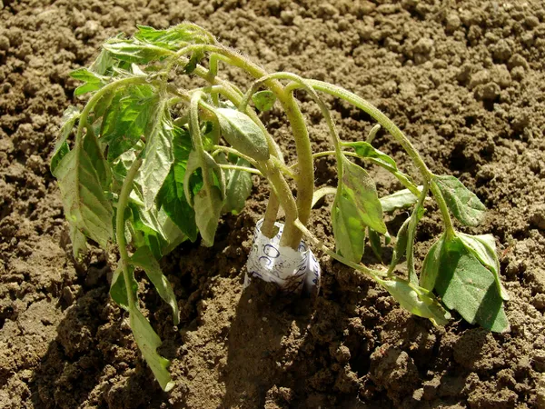 Vegetable seedling protection — Stock Photo, Image