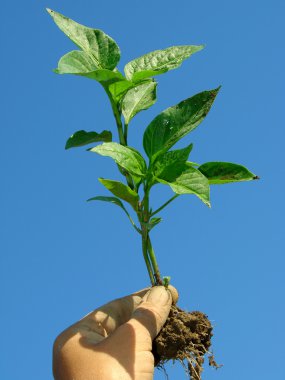 Hand with seedlings clipart