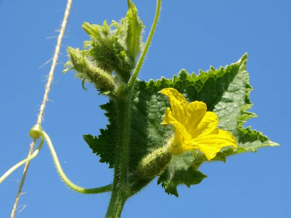 Cucumber plant fragment — Stock Photo, Image