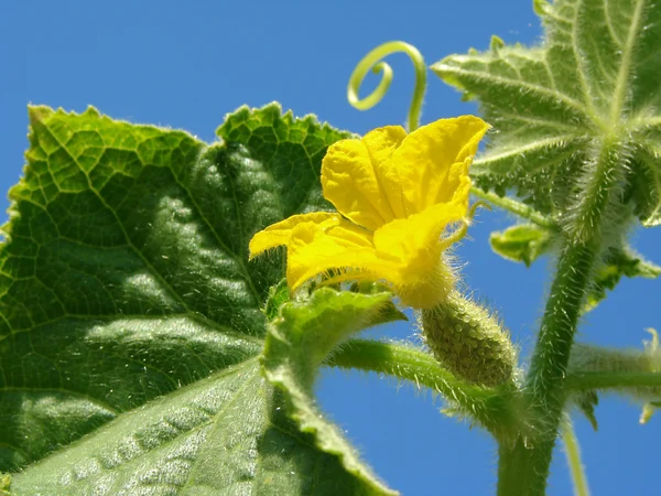 Komkommer plant fragment — Stockfoto
