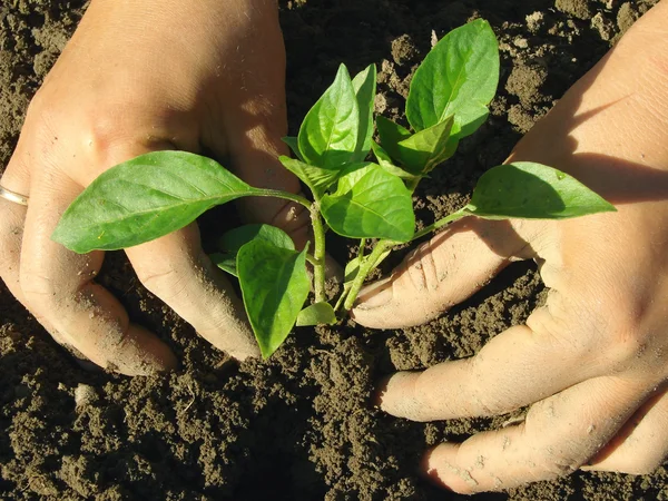 Planting pepper seedlings — Stock Photo, Image