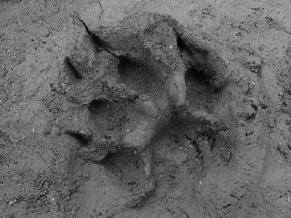 stock image Real cat footprint