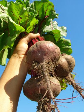 Beetroots