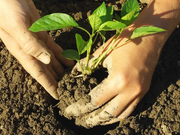 Planting pepper seedlings — Stock Photo, Image