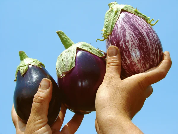 Eggplants in hands — Stock Photo, Image