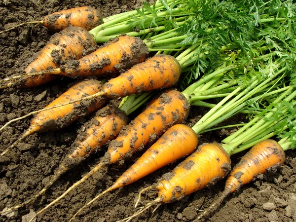 Сбор моркови — стоковое фото