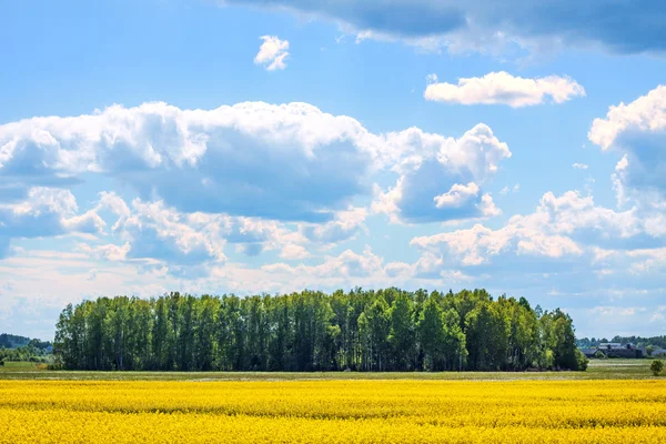 Paysage d'été — Photo