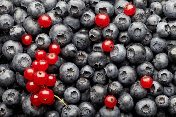 Blueberries and red currant berries — Stock Photo, Image