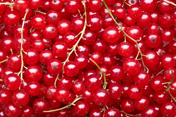 Porzeczki czerwone jagody — Zdjęcie stockowe